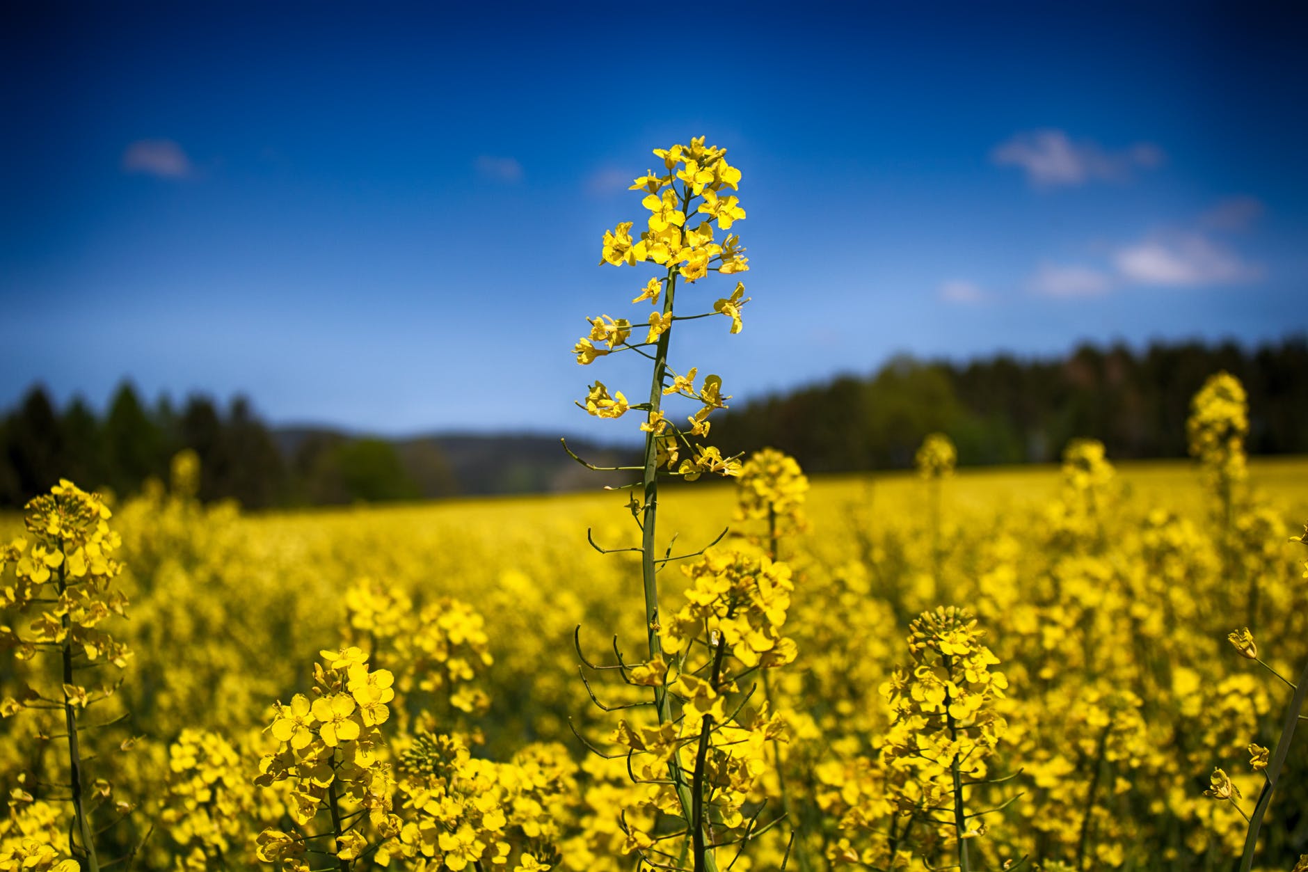 fondo de campo con flores